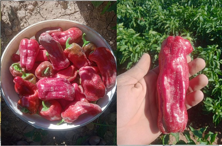 Salçalık biber fiyatları artıyor.