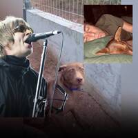 Sokak köpeğinin başına talih kuşu kondu