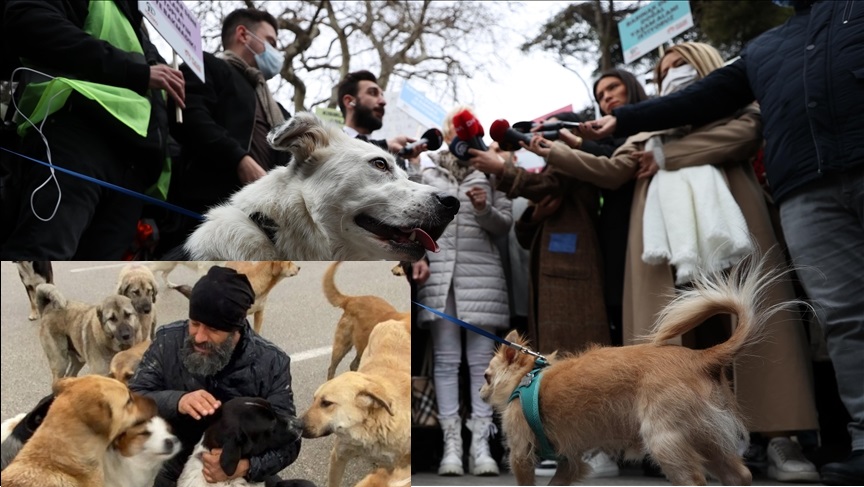 Hayvan severler den Köpek severler e Duyurudur