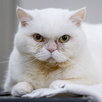 Kalp hastası kedi Lucy’ye ‘stressiz yaşam’ tavsiyesi