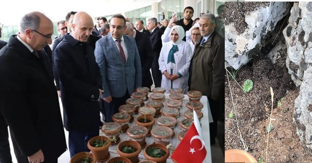 Fırat Üniversitesi’nden 50. Yılda Doğaya Büyük Katkı: 3000 Endemik Bitki Törenle Teslim Edildi!