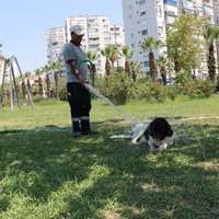 Temizlik görevlisiyle 3 bacaklı ‘Kola’nın duygulandıran dostluğu